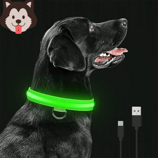 Collier Lumineux Chien | GlowingDogCollars™ - Toppitou