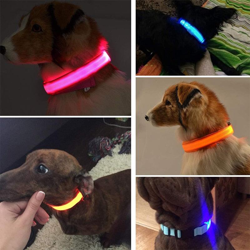 Collier Lumineux Chien | GlowingDogCollars™ - Toppitou